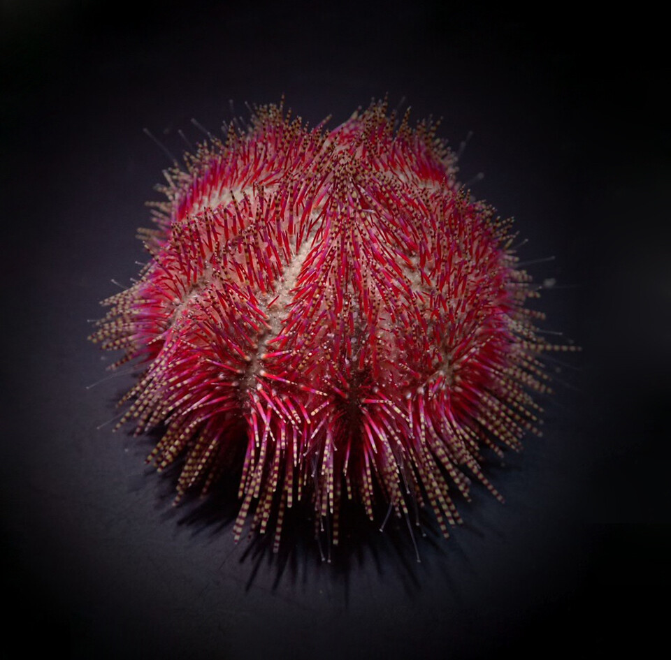 Salmacis bicolor