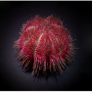Salmacis bicolor