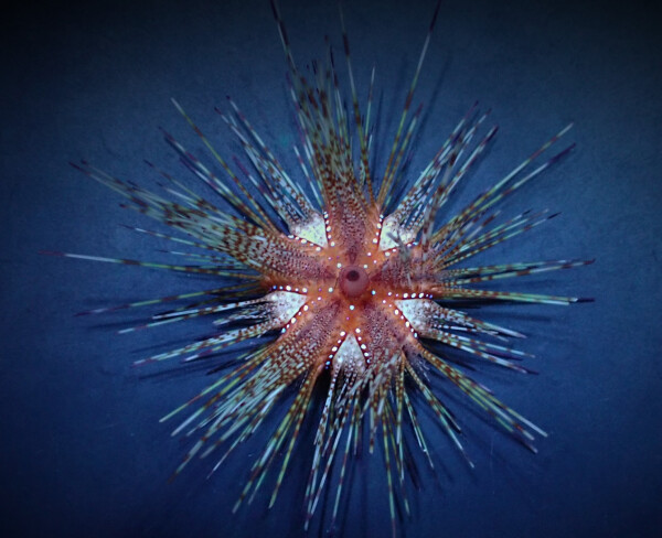 Astropyga radiata - Roter Diademseeigel, Blau gepunkteter Seeigel