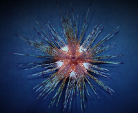 Astropyga radiata - Roter Diademseeigel, Blau gepunkteter Seeigel