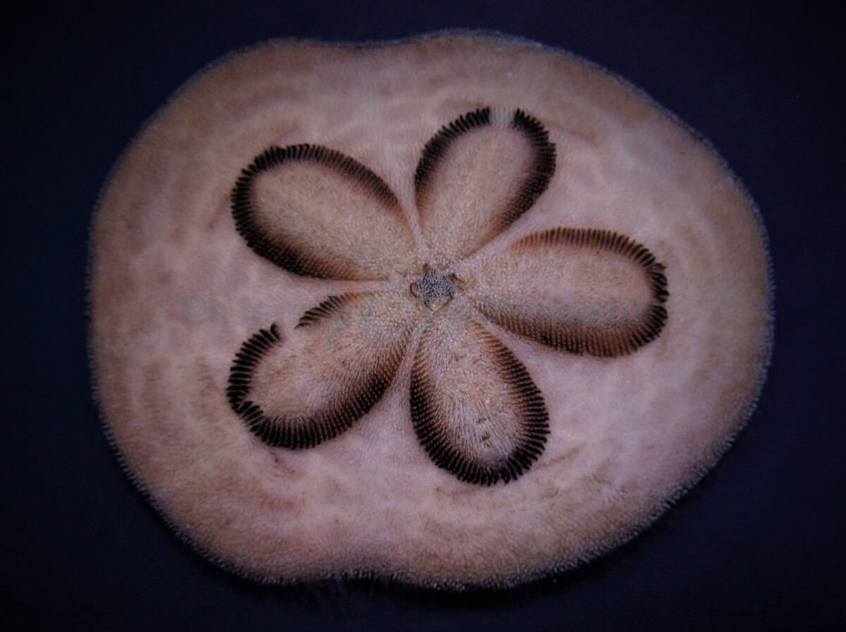 Clypeaster humilis - Sanddollar
