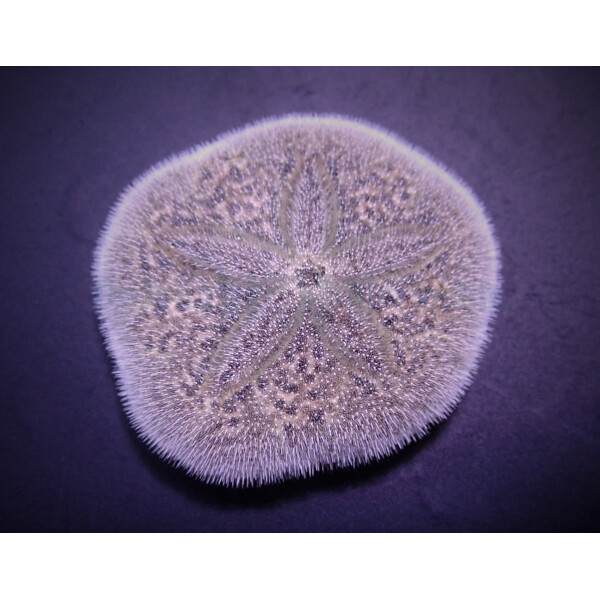 Brissus spp. (Sand dollar flat)