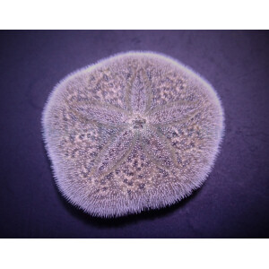 Brissus spp. (Sand dollar flat)