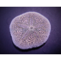Brissus spp. (Sand dollar flat)