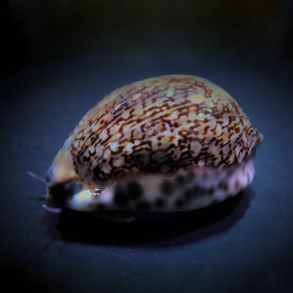 Cypraea eglantina - Hundsrosen Porzellan box