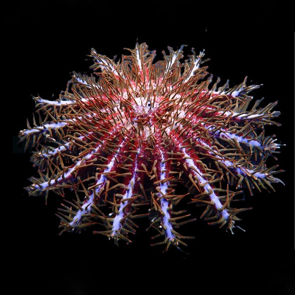 Acanthaster planci (Colored) box