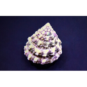 Tectus fenestratus - Tectus Algenschnecke
