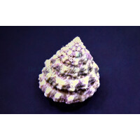 Tectus fenestratus - Tectus Algenschnecke