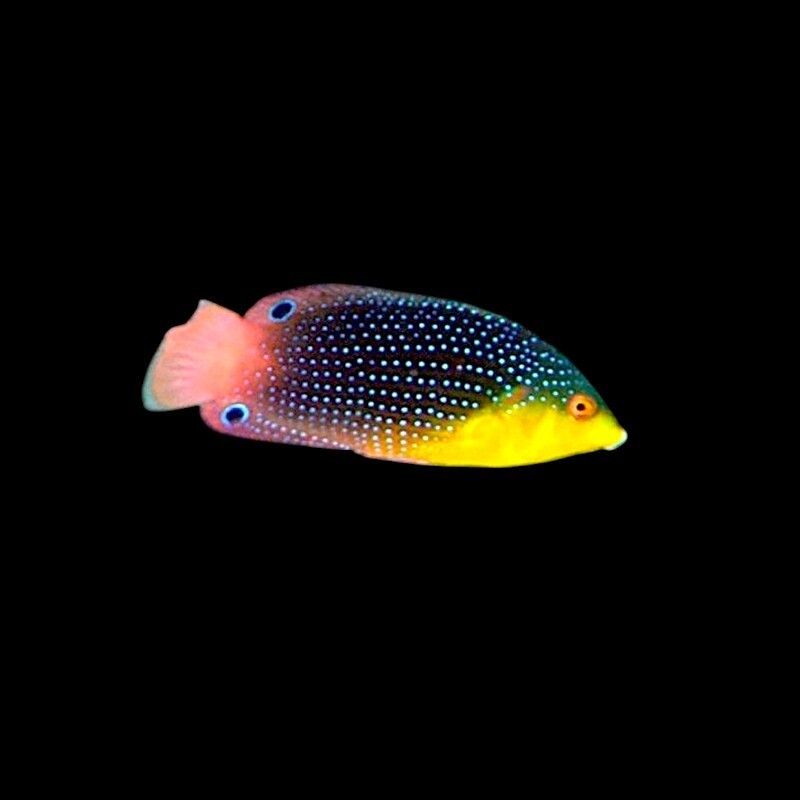 Anampses Twisti - Gelbbrust-Lippfisch box