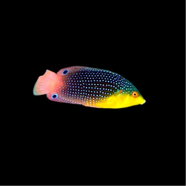 Anampses Twisti - Gelbbrust-Lippfisch