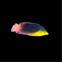 Anampses Twisti - Gelbbrust-Lippfisch