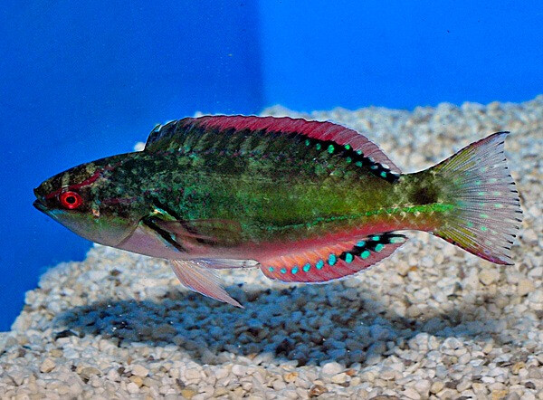 Cirrhilabrus exquisitus - Pracht Zwerglippfisch