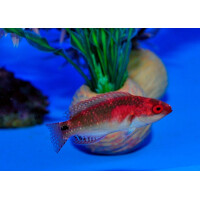 Cirrhilabrus exquisitus - Pracht Zwerglippfisch