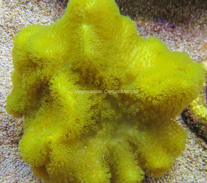Sarcophyton elegans - Fidschi Lederkoral box