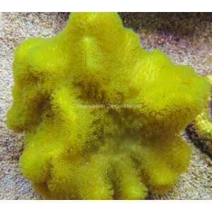 Sarcophyton elegans - Fidschi Lederkoralle Gelb S-M