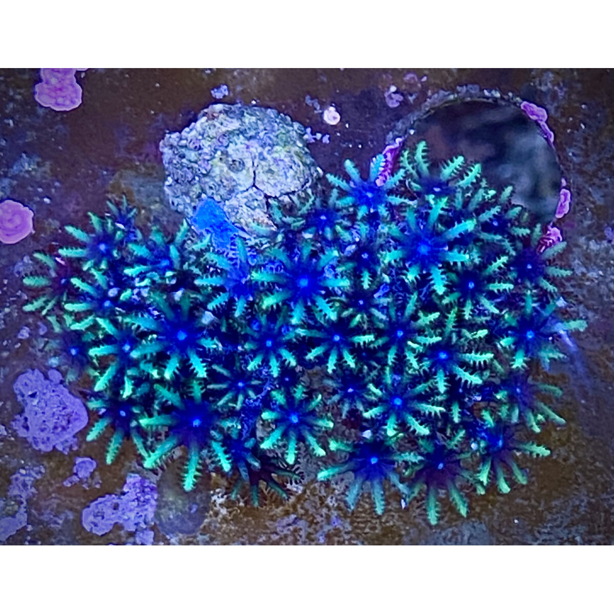 Ofwegenum (Alcyonium) verseveldti - Blau box