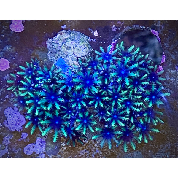 Ofwegenum (Alcyonium) verseveldti - Blaue Weichkoralle