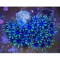 Ofwegenum (Alcyonium) verseveldti - Blaue Weichkoralle