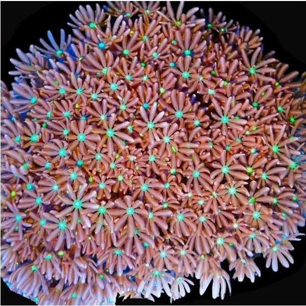 Knopia sp. - Jasmine Polyps