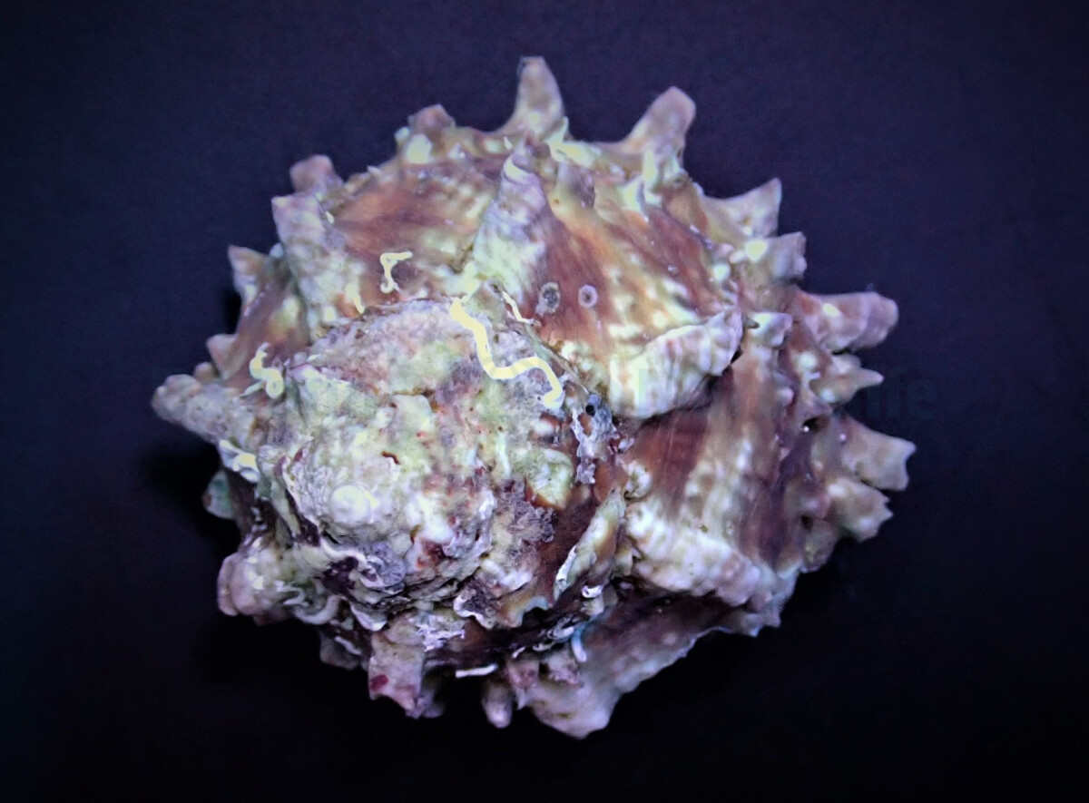 Lithopoma phoebium - Karibische Sternsch box