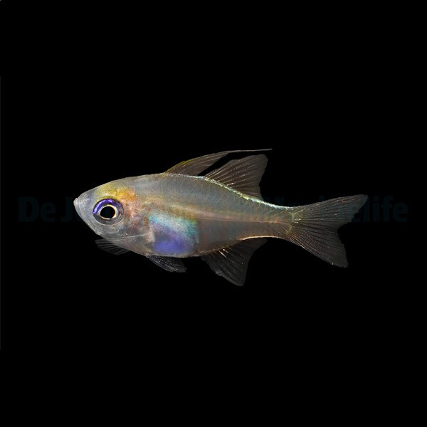 Zoramia leptacantha - Fadenflossen Kardinalbarsch