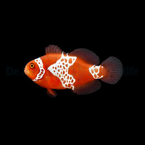 Amphiprion biaculeatus - gibbosus (Lightning) (NZ)