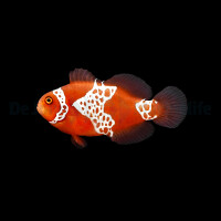 Amphiprion biaculeatus - gibbosus (Lightning) (NZ)