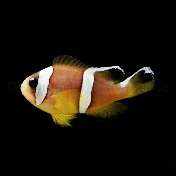 Amphiprion bicinctus (Pearl Eye) (NZ) box