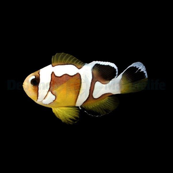 Amphiprion bicinctus (Spotcinctus) (NZ) box