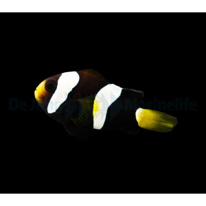 Amphiprion clarkii (Black) (NZ)