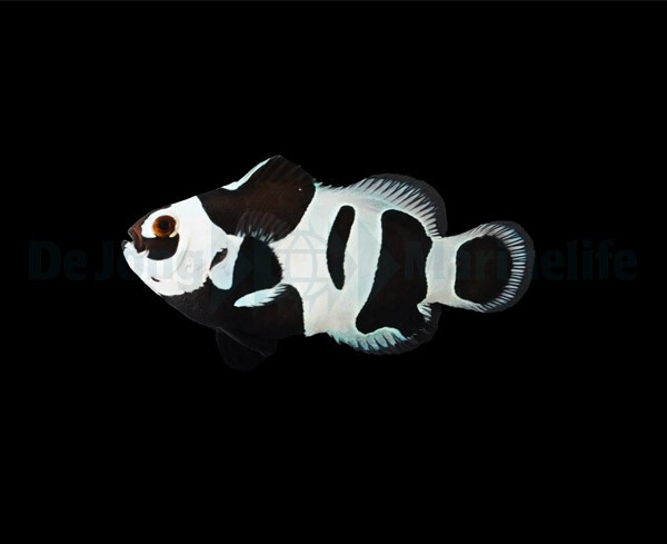 Amphiprion ocellaris (Black Storm) (NZ) box