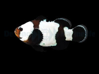 Amphiprion ocellaris (Black Snowflake) (NZ)