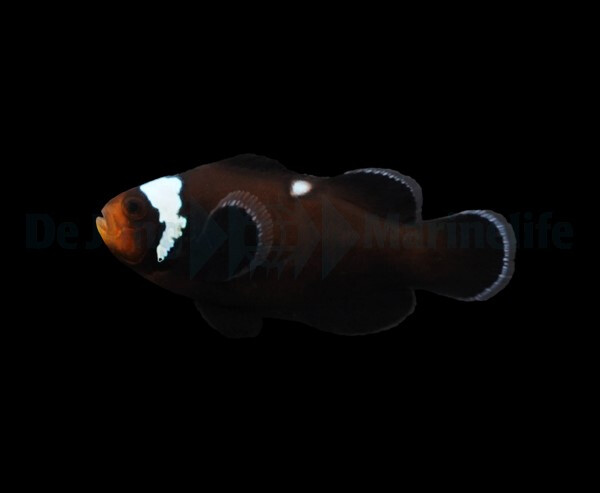 Amphiprion ocellaris (Domino) (NZ) box