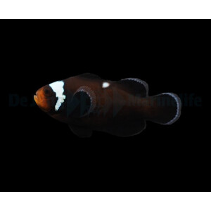 Amphiprion ocellaris (Domino) (NZ)