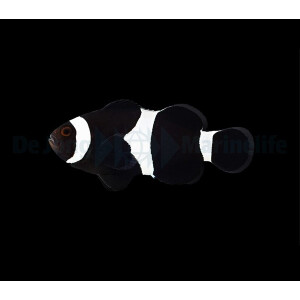 Amphiprion ocellaris (Darwin) (NZ)