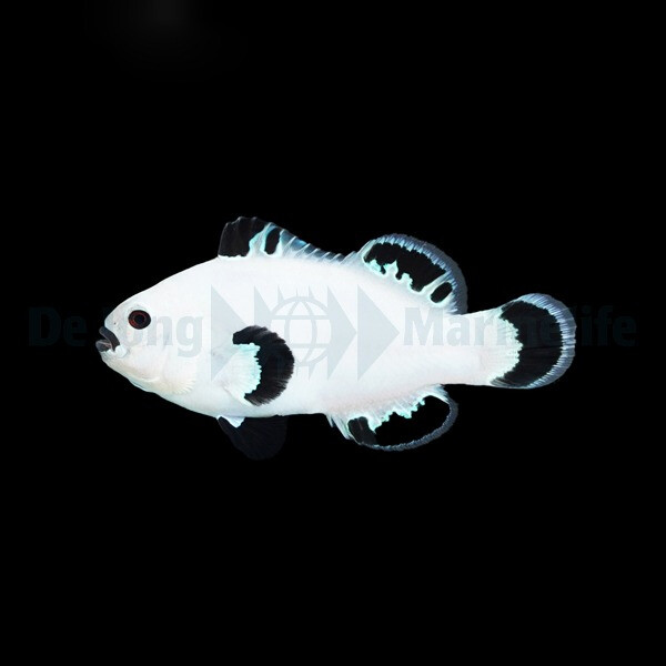 Amphiprion ocellaris (Snow Storm) (NZ) box