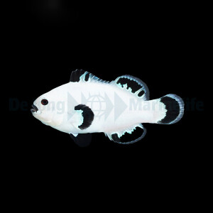 Amphiprion ocellaris (Snow Storm) (NZ)