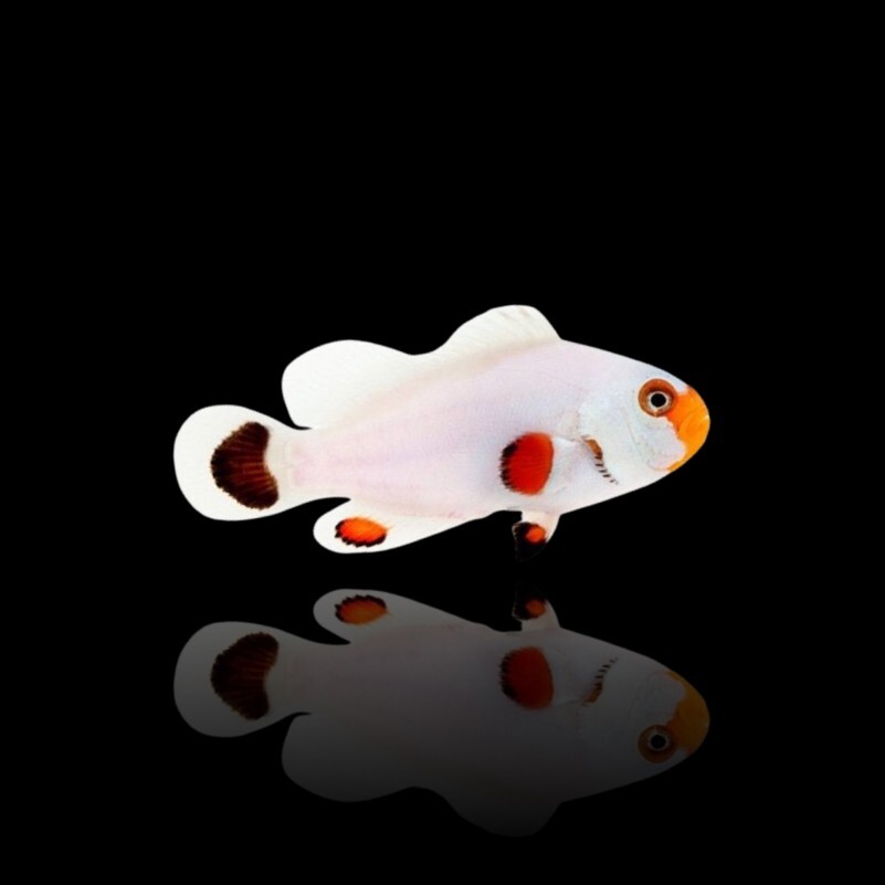 Amphiprion ocellaris (Wyoming White) (NZ box