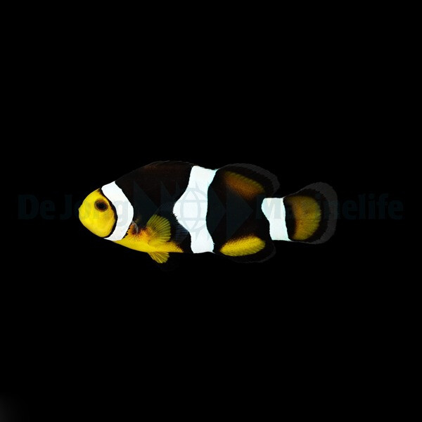 Amphiprion percula (Onyx) (NZ) box