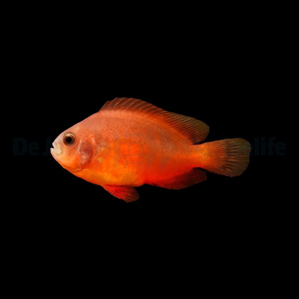 Amphiprion ephippium - Glühkohlen-A box