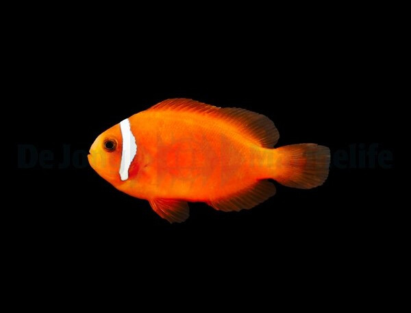 Amphiprion frenatus - Weißbinden-G box