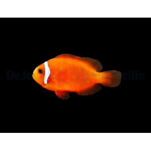 Amphiprion frenatus -...