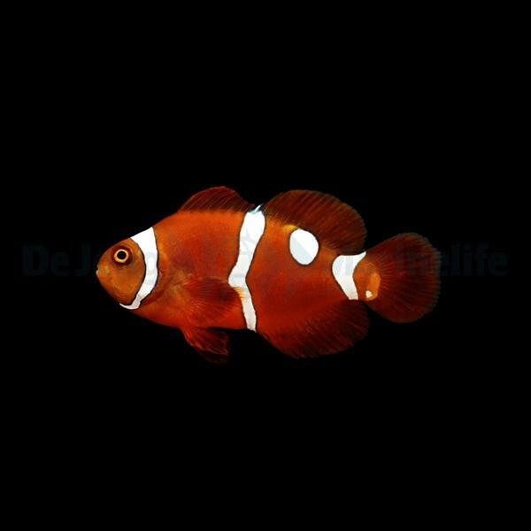 Amphiprion epigrammata (Snowdrop) (NZ)