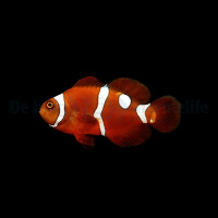 Amphiprion epigrammata (Snowdrop) (NZ)