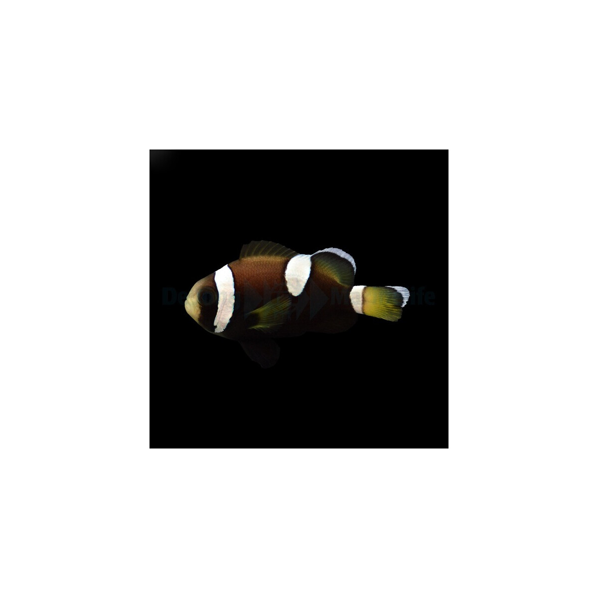 Amphiprion (saddleback blue lip) (NZ)