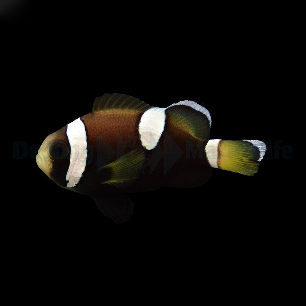 Amphiprion (saddleback blue lip) (NZ)