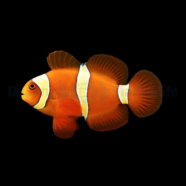 Amphiprion epigrammata - Gelbbinden-Samt box