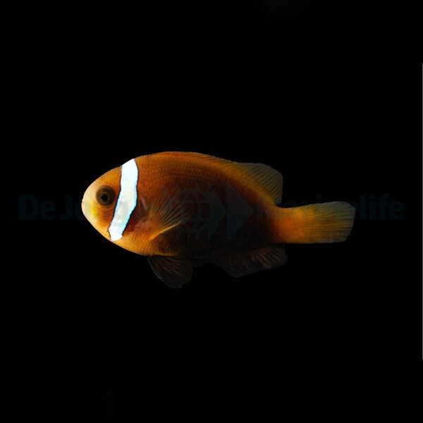 Amphiprion melanopus - Schwarzflossen-Anemonenfisch (NZ)