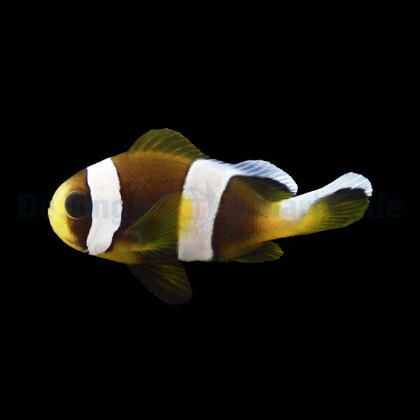 Amphiprion latifasciatus - Madagaskar-Anemonenfisch (NZ)