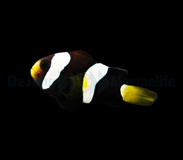 Amphiprion milii - Westaustralischer Ane box